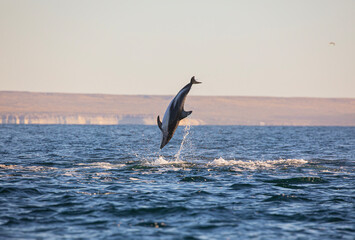 Delfin Oscuro Saltando - Patagonia © Tomas