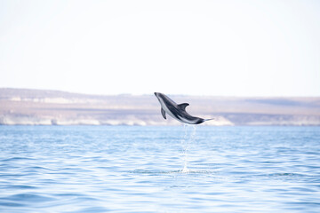 Delfin Oscuro Saltando - Patagonia © Tomas