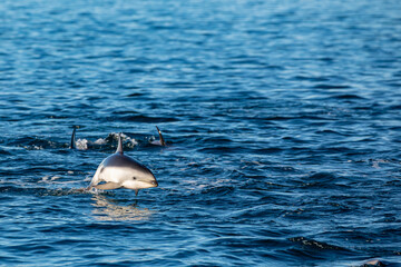 Delfin Oscuro Saltando - Patagonia © Tomas
