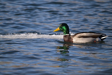 duck on the water, Mallard, Winter river 