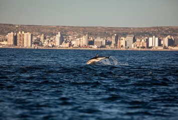 Delfin Oscuro Saltando - Patagonia © Tomas