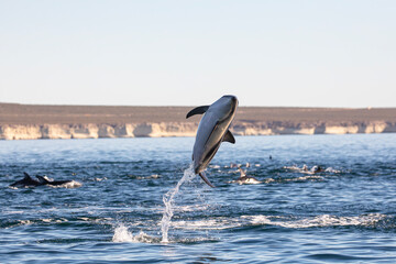 Delfin Oscuro Saltando - Patagonia © Tomas