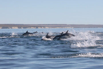 Delfin Oscuro Saltando - Patagonia © Tomas
