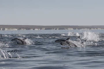 Delfin Oscuro Saltando - Patagonia © Tomas