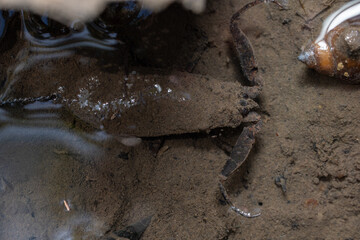 Mud Crab (Scylla serrata)