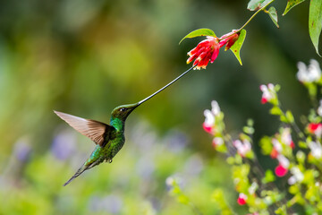 Sword-billed Hummingbird (Ensifera ensifera) feeding on Macleania flowers