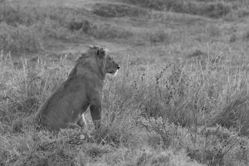 Leon, felino, Serengeti, Africa, Tanzania, naturaleza, salvaje, fotografia, Fauna, safari, emocion, arte, fine art, belleza, cuadro, fotos, experiencia, 