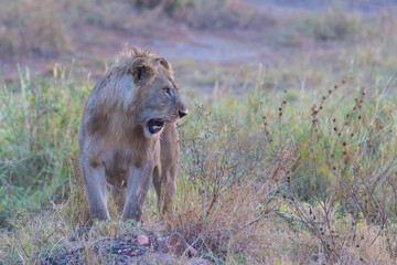 Leon, felino, Serengeti, Africa, Tanzania, naturaleza, salvaje, fotografia, Fauna, safari, emocion, arte, fine art, belleza, cuadro, fotos, experiencia, 