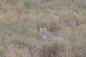 Gato Serval