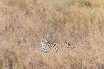 Gato Serval