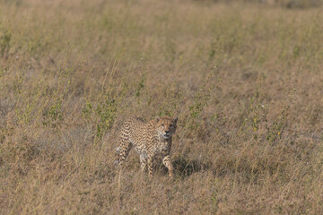 Chita - Cheetah Africa