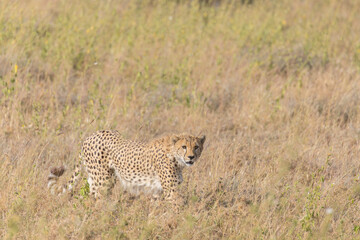 Chita - Cheetah Africa