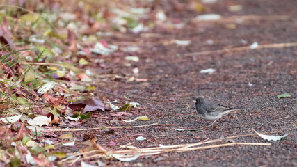 Dark Eyed Junco