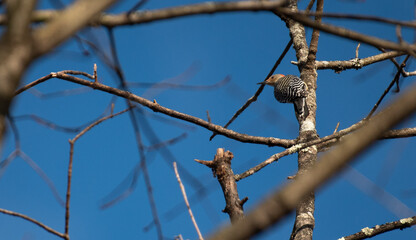 Red Bellied Woodpecker