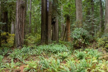 Obraz premium Redwood forest floor teeming with ferns. Sunlight filters through the canopy. Nature's beauty. Jedediah Smith Redwoods State Park, Crescent City, California, USA