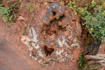 Ancient redwood stump, intricate root system, forest floor. Nature's artistry. Jedediah Smith Redwoods State Park, Crescent City, California, USA