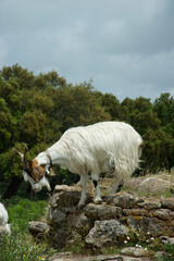 Obraz premium Herd of goats grazing on a hill, Giara di Gesturi, Gesturi, Isili, Genoni, Nuoro, Cagliari, Sardegna, Italia