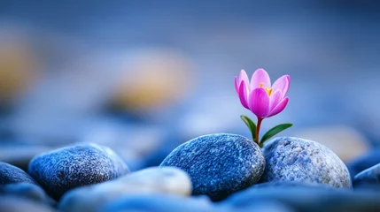 Photo sur Plexiglas A small pink flower growing out of some rocks