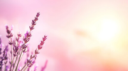 Obraz premium Minimalist fisheye angle photo of a sprig of lavender flowers growing on a soft pastel background with copy space in high key, minimalist style