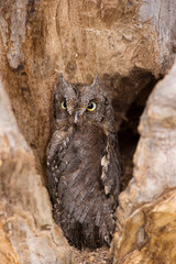 Assiolo (Otus scops) Owls - European scops owl, Otus scops, Sardinia, Italy
