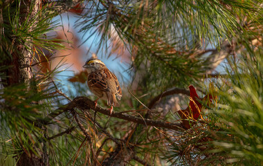 White Throated Sparrow