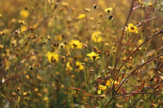 yellow flowers in a summer field