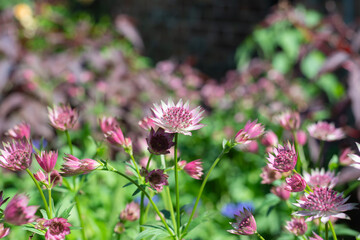 Close up of pink astrantia major flowers in bloom