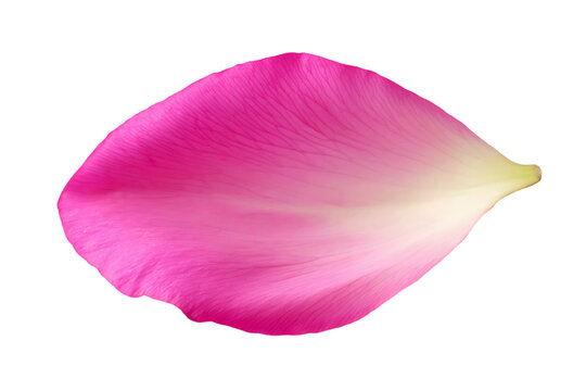 petal on