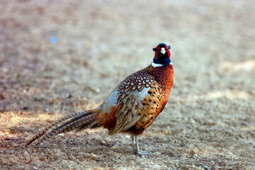 The common pheasant, ring-necked pheasant, or blue-headed pheasant  genus name comes from Latin phasianus 'pheasant'