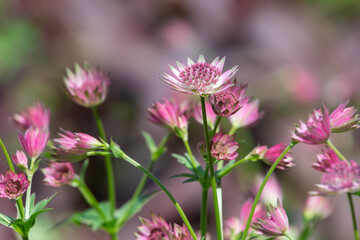 Fototapeta premium Close up of pink astrantia major flowers