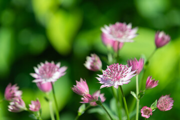 Fototapeta premium Close up of pink astrantia major flowers