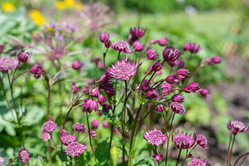 Close up of pink astrantia major flowers