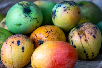 Rustic ripe country mangoes