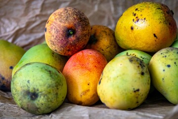 Rustic ripe country mangoes