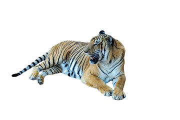 endangered, tigers, bengal, tigris, large, aggressive, stripes, wild, jungle, animal, carnivore, tiger, predator, nature, feline, striped, wildlife, wildcat, hunter, cat, grass, mammal, head, beauty, 