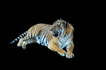 endangered, tigers, bengal, tigris, large, aggressive, stripes, wild, jungle, animal, carnivore, tiger, predator, nature, feline, striped, wildlife, wildcat, hunter, cat, grass, mammal, head, beauty, 