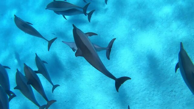 Delfine in Marsa Alam, Sataya Riff, &Auml;gypten. Delfinschule aus vielen Spinnerdelfinen