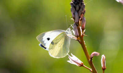 The Ancient City of Side. Port. Peninsula. Turkey. Manavgat. Antalya. The largest amphitheater in...