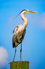 Great blue heron on the Bon Secour River in Bon Secour Alabama, Gulf Coast bird with copy space
