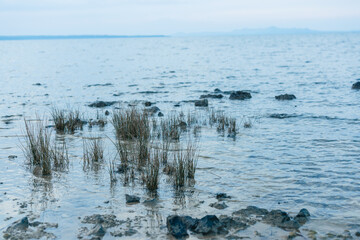 Bay with sea grass and stones at the seaside or beach at privlaka, close to zadar, croatia. Early morning autumn feeling.