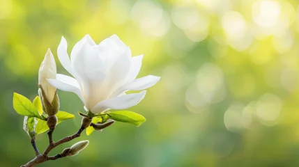 Selbstklebende Fototapeten Delicate white magnolia blooms create a stunning contrast against lush green foliage in springtimes embrace. © CrazyJuke