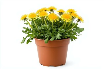 Small pot of yellow flowers sits on a white background
