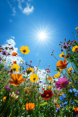 Flowering meadow in spring under blue sky. Colorful wildflowers blooming on sunny summer day.
