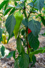 Green and ripe bell peppers growing on a plant in a sunny garden