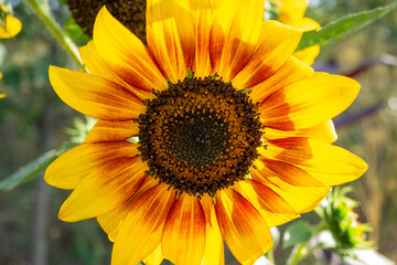 Bright sunflower blooms in a sunny field during late summer
