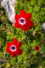 Wild red anemone coronaria (windflower) flowers blooming in the Antalya, Turkey after the winter rains