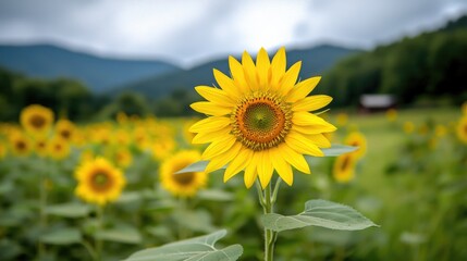 Sunflower field, mountain backdrop, summer day