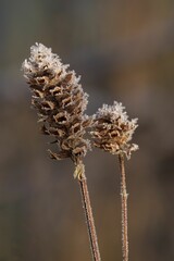 Frosty plant stems in winter nature
