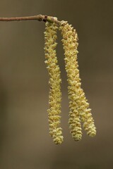 Close-up of hazel catkins