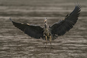 Majestic heron flying over water